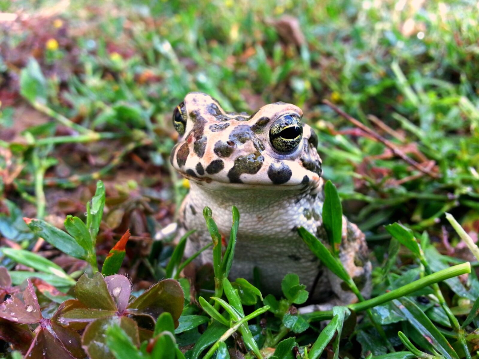 Samsung Galaxy S3 sample photo. Frog, nature, animal photography