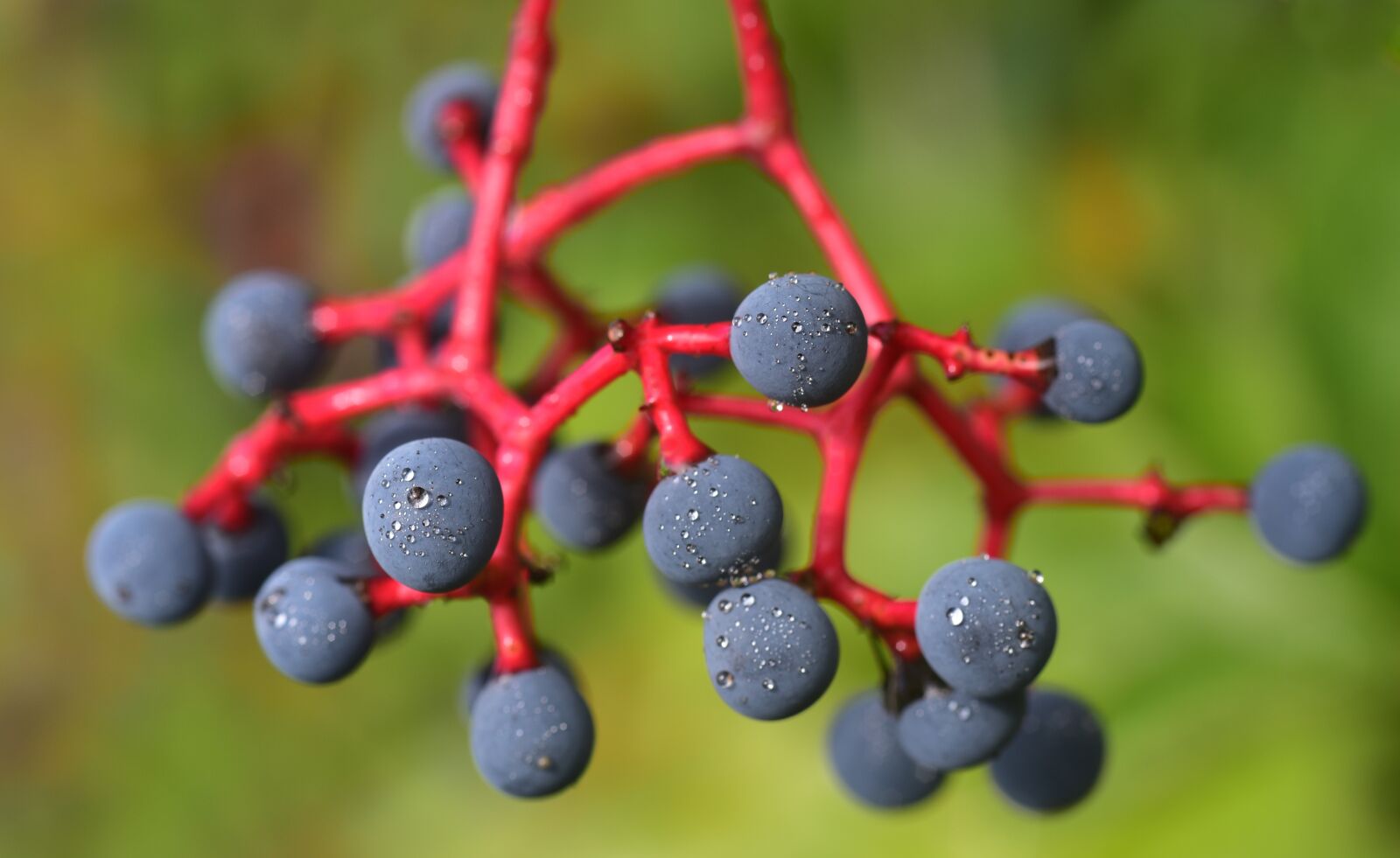 Nikon D750 sample photo. Wine partner, berries, autumn photography