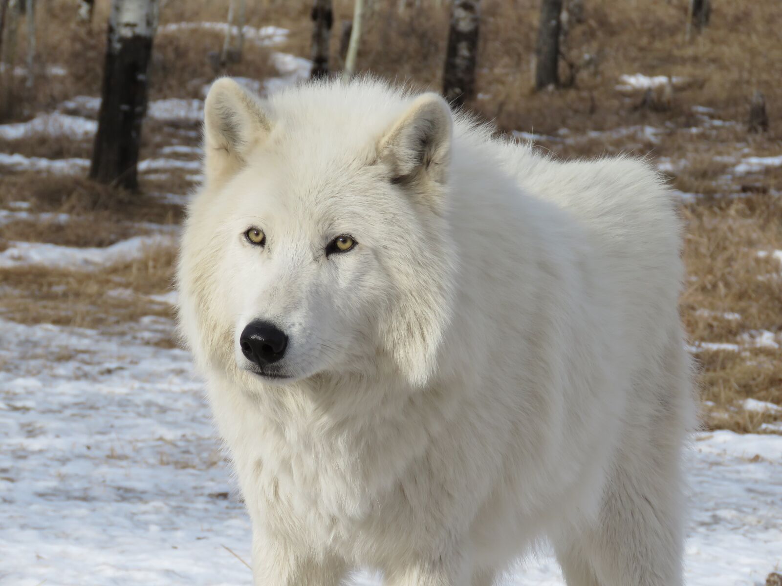 Canon PowerShot SX60 HS sample photo. Arctic wolfdog, wolfdog, wolf photography