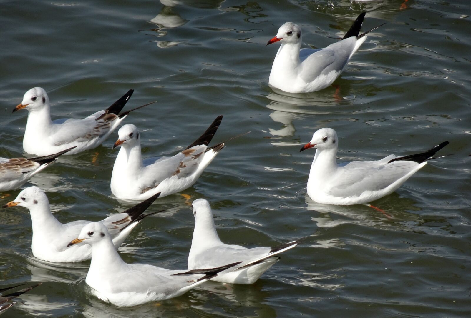 Sony Cyber-shot DSC-HX90V sample photo. Gull, bird, black-headed gull photography