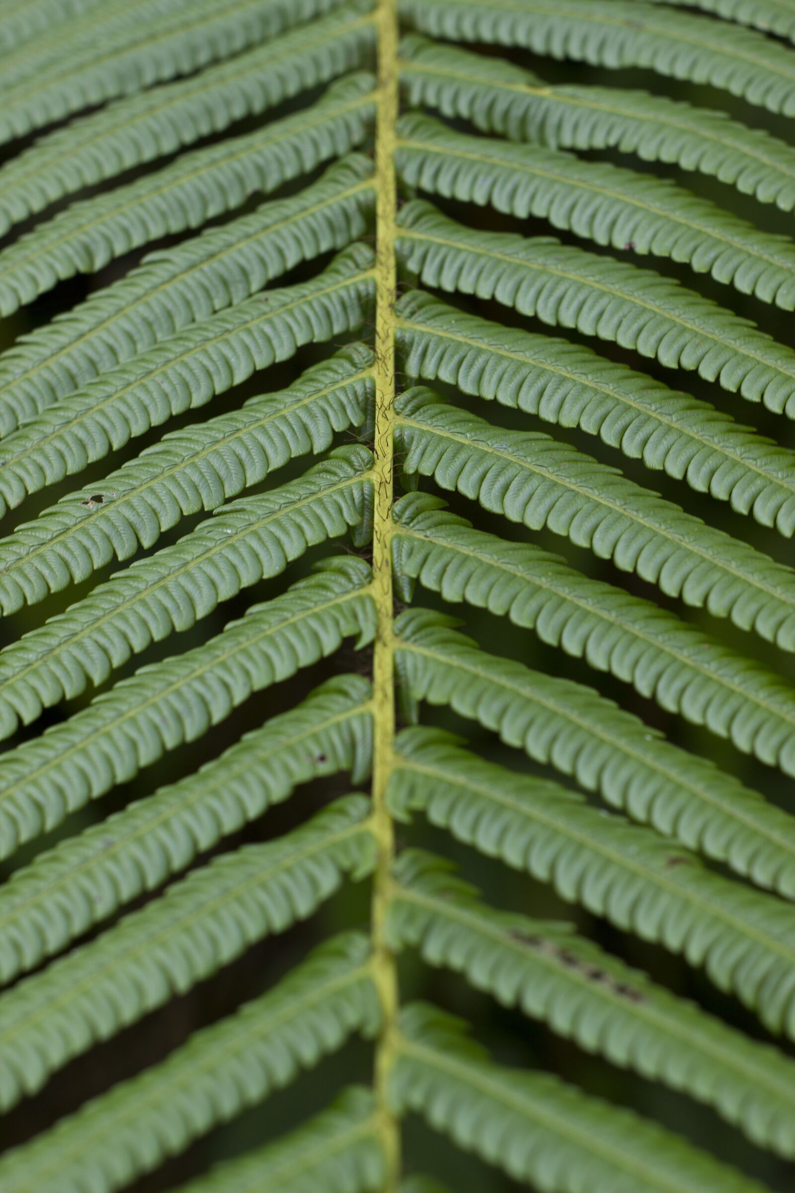 Canon EOS 600D (Rebel EOS T3i / EOS Kiss X5) sample photo. Fern, forest, natural photography