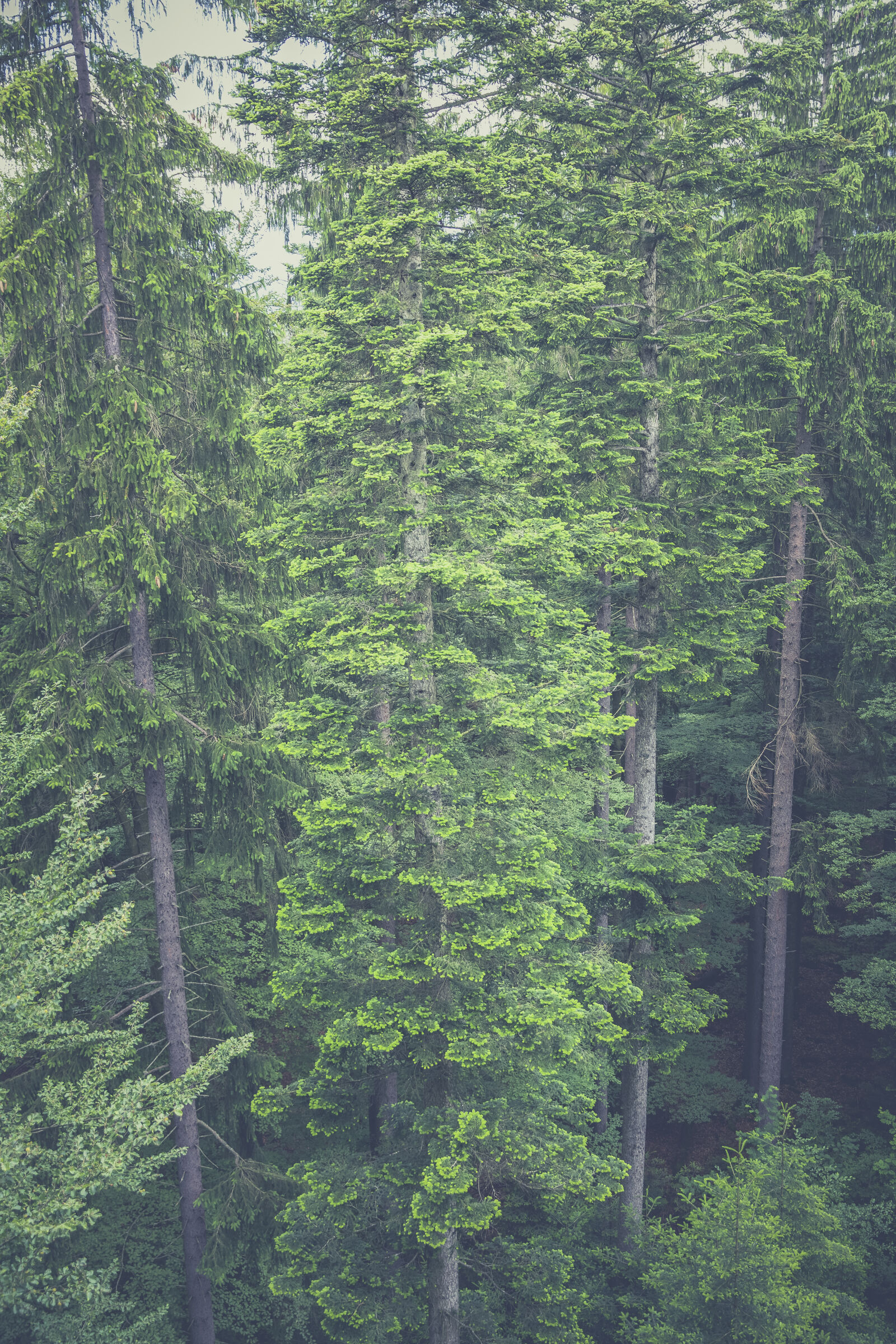 Canon EF 24-70mm F2.8L II USM sample photo. Nature, forest, trees, outdoors photography