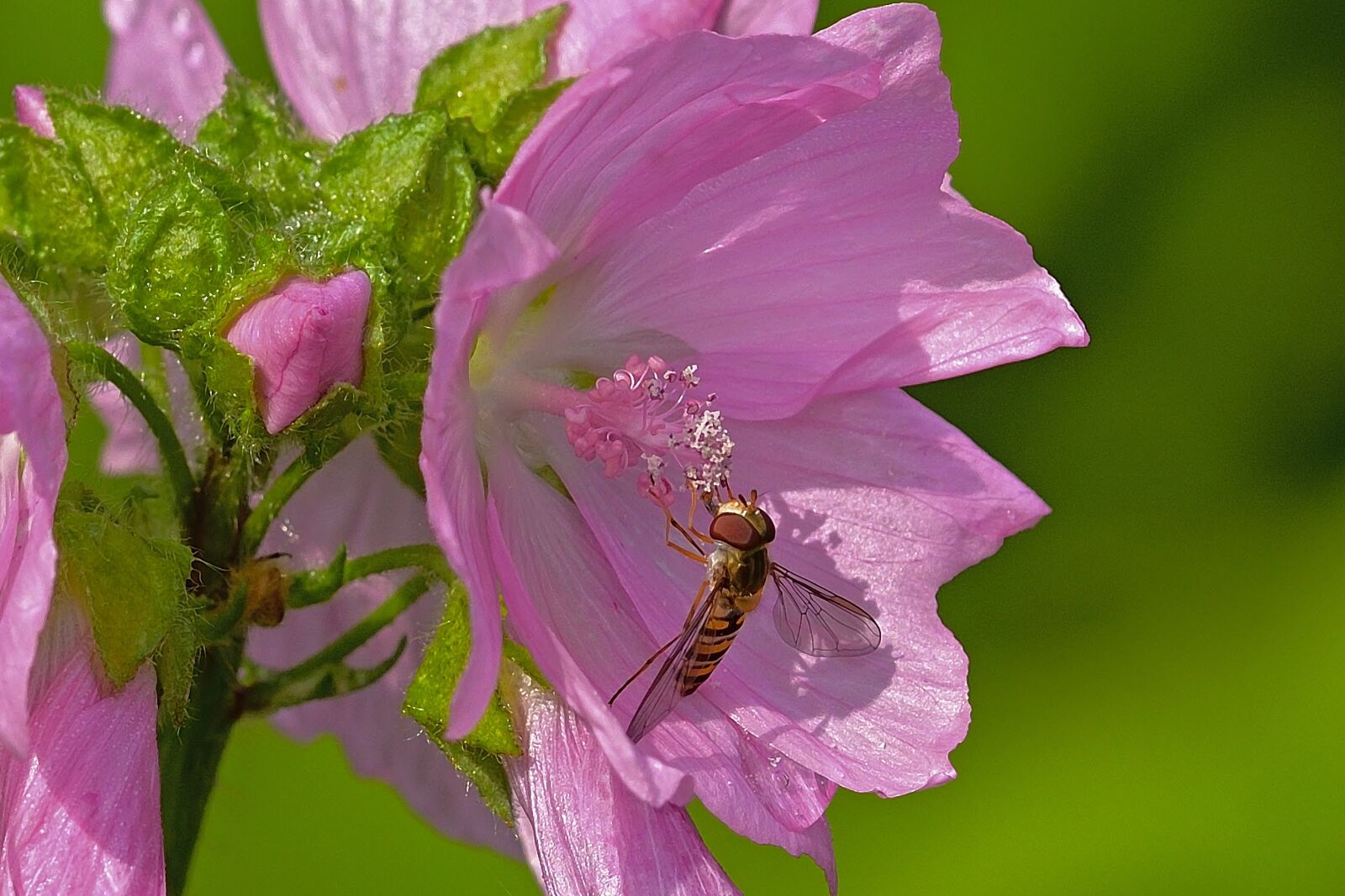 Nikon D5200 sample photo. Blossom, bloom, hoverfly photography