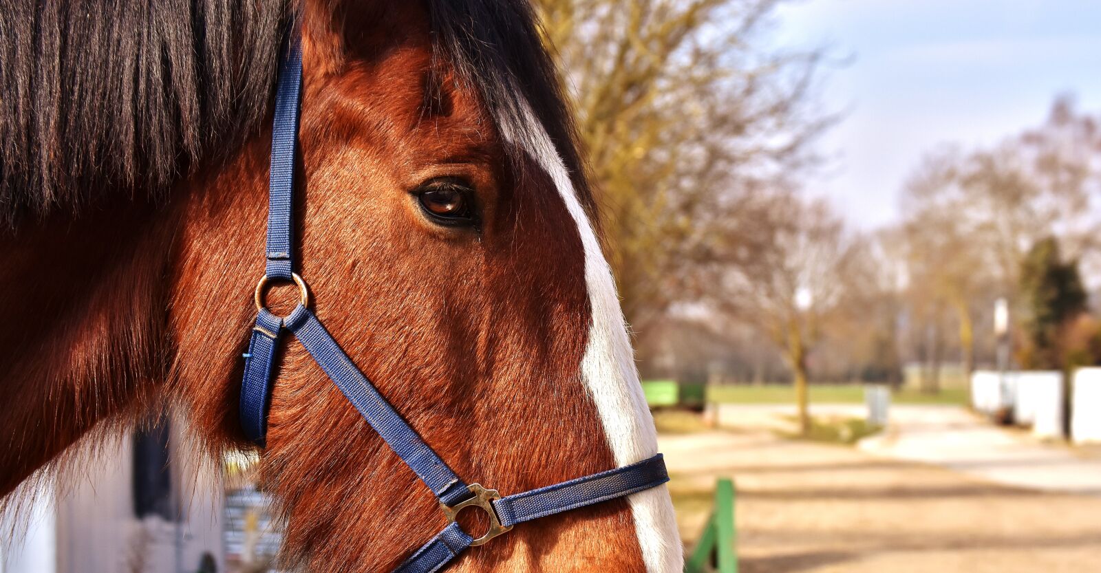 Nikon D7200 sample photo. Shire horse, horse, coupling photography