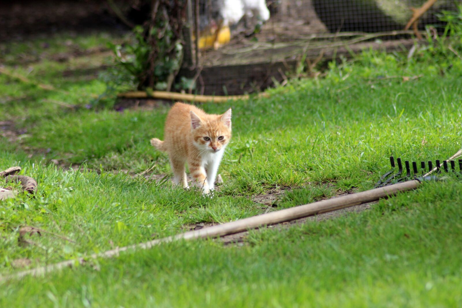 Canon EOS 600D (Rebel EOS T3i / EOS Kiss X5) sample photo. Cat, farm, expensive photography