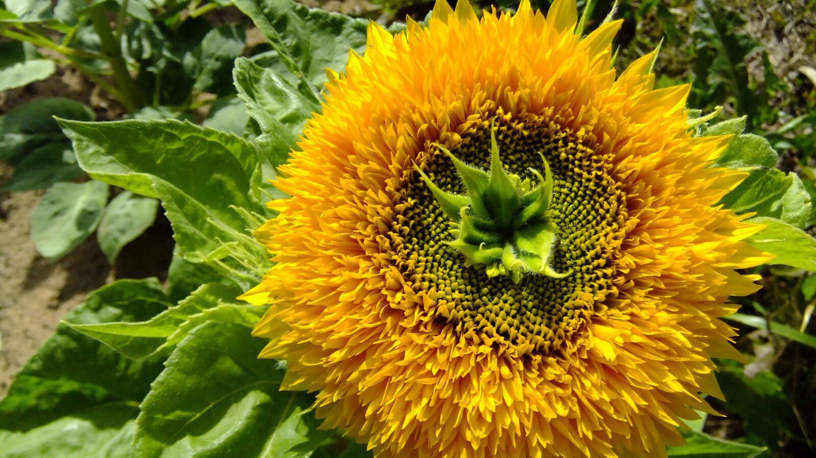 FujiFilm FinePix F80EXR (FinePix F85EXR) sample photo. Flower, sunflower, yellow photography
