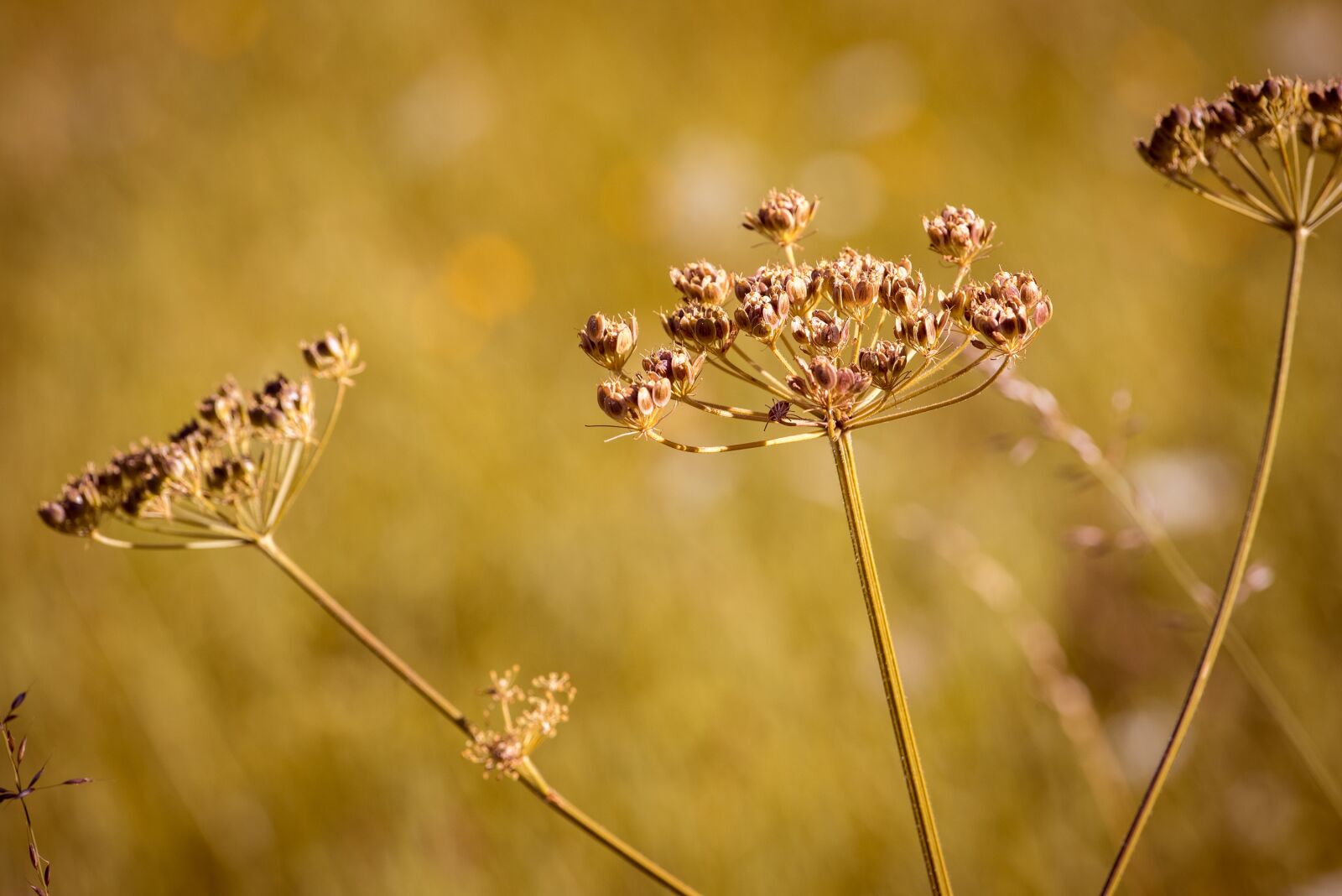Nikon D750 sample photo. Hogweed, plant, meadow photography