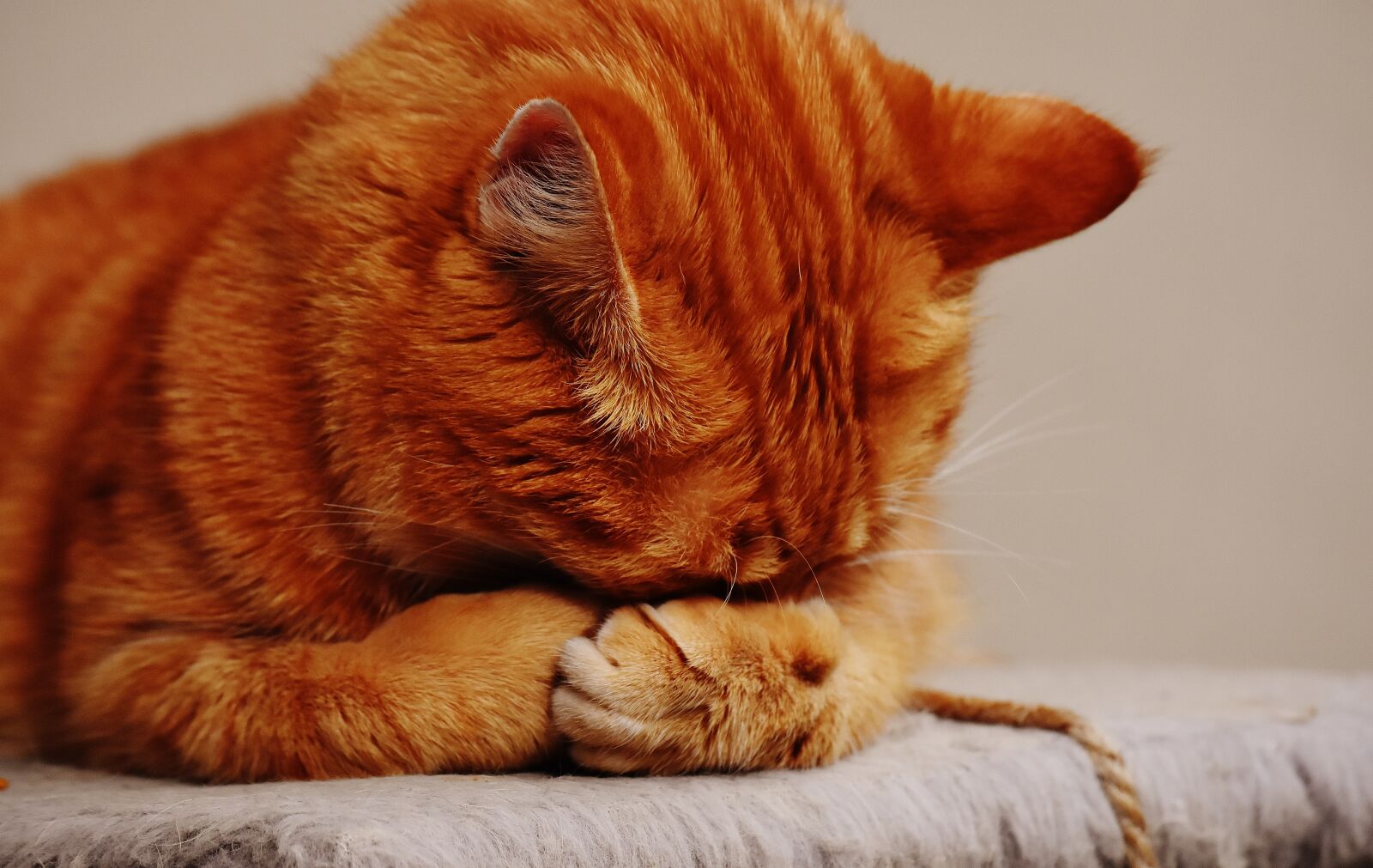 Nikon D7200 sample photo. Cat, red, sleep photography