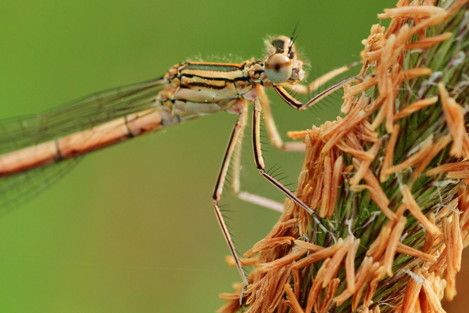 Tamron SP 90mm F2.8 Di VC USD 1:1 Macro sample photo. Dragonfly, close up, macro photography