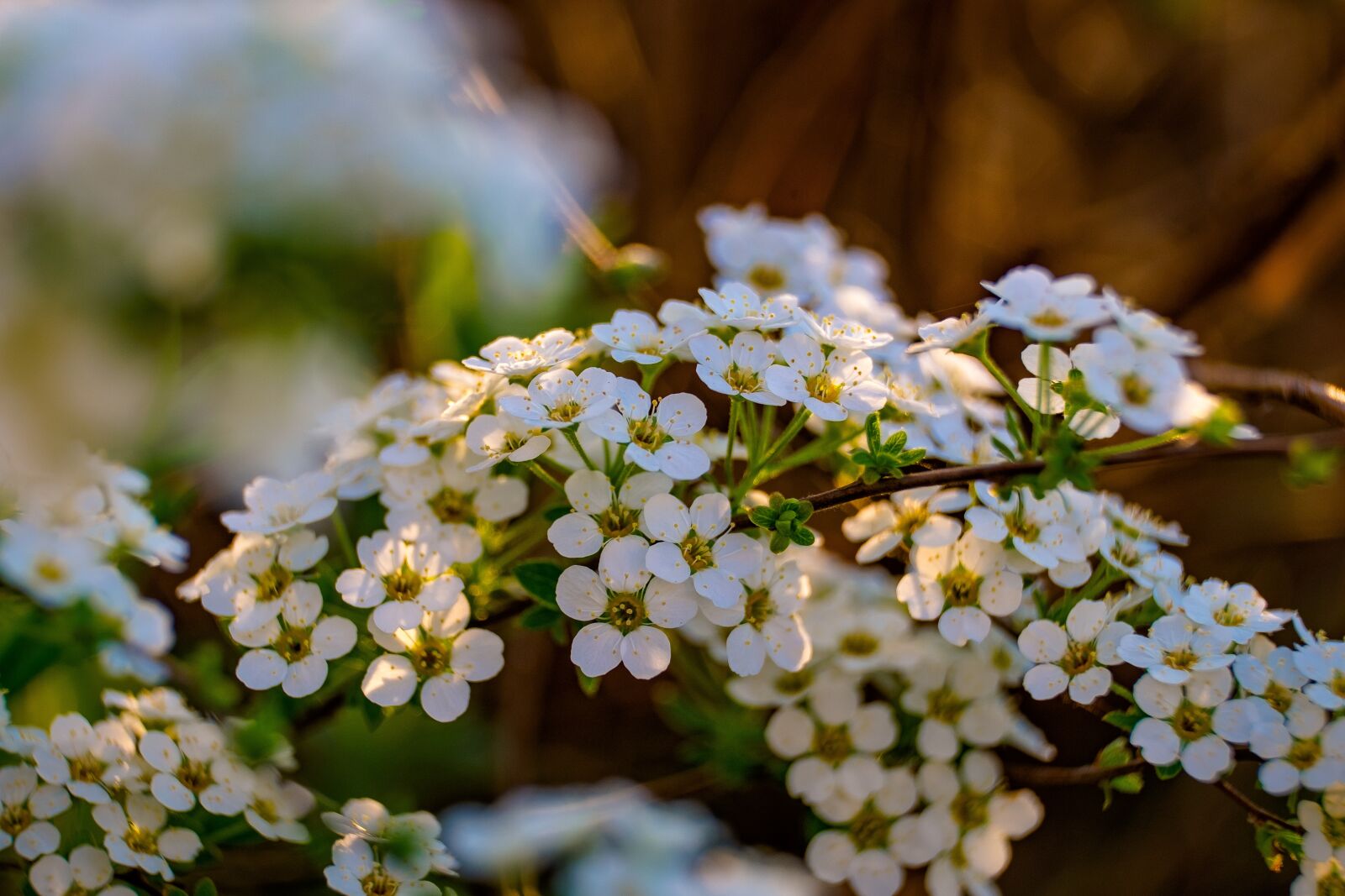 Fujifilm XF 55-200mm F3.5-4.8 R LM OIS sample photo. Flower, tawuła, white photography
