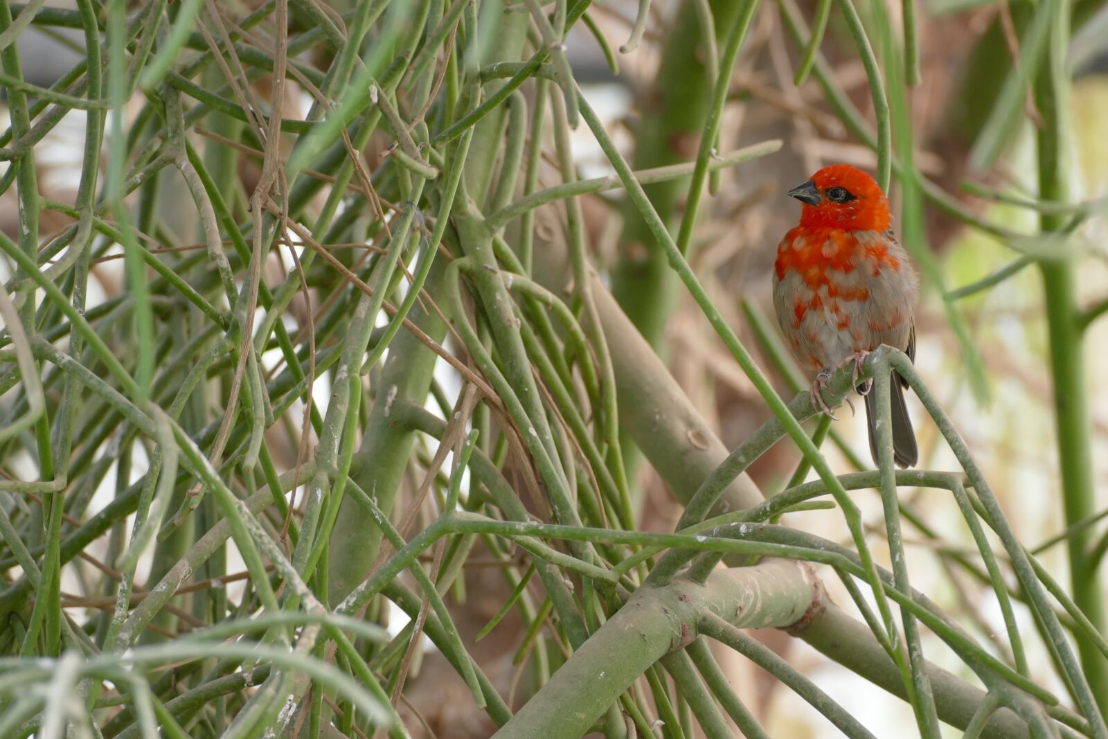 Panasonic Lumix DMC-FZ1000 sample photo. Bird, stunding, loveit photography