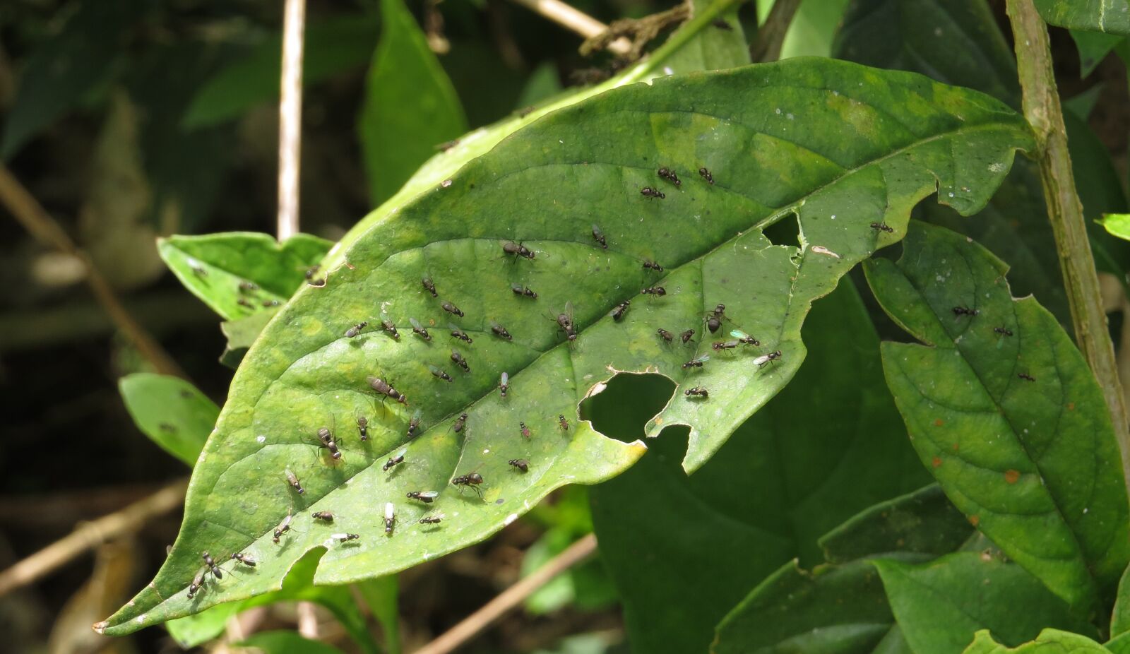 Canon PowerShot SX50 HS sample photo. Nature, insects, quindio photography