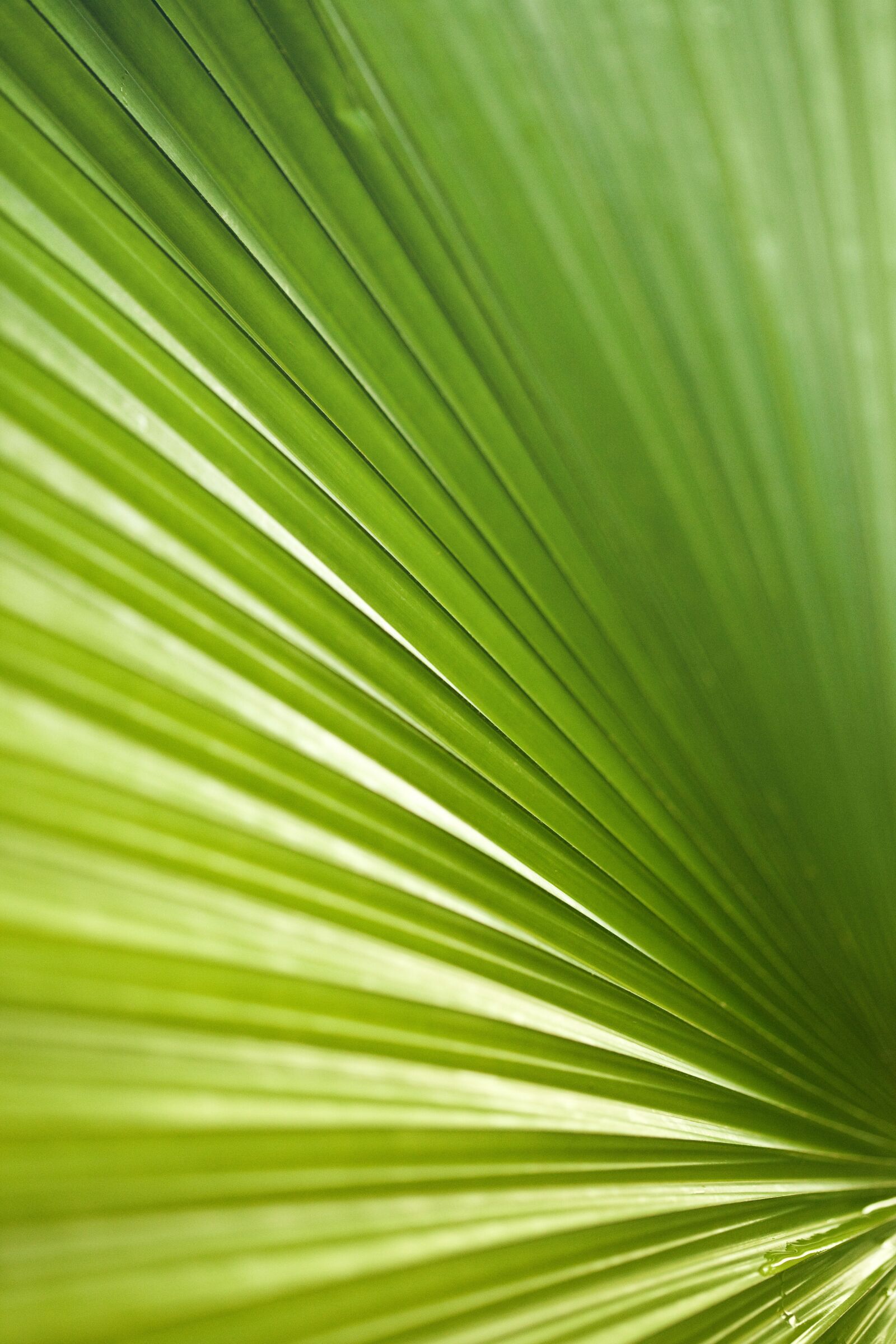 Canon EOS 5D Mark II sample photo. Butterfly, green, flora photography