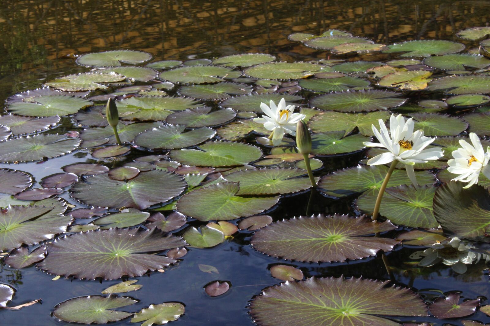 Canon EOS 700D (EOS Rebel T5i / EOS Kiss X7i) sample photo. Landscape, lake, nature photography