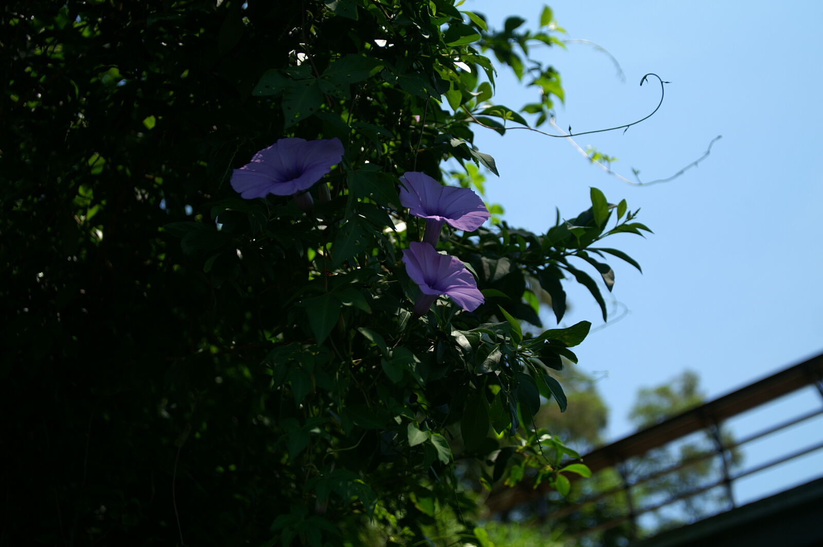 Minolta AF 17-35mm F2.8-4 (D) sample photo