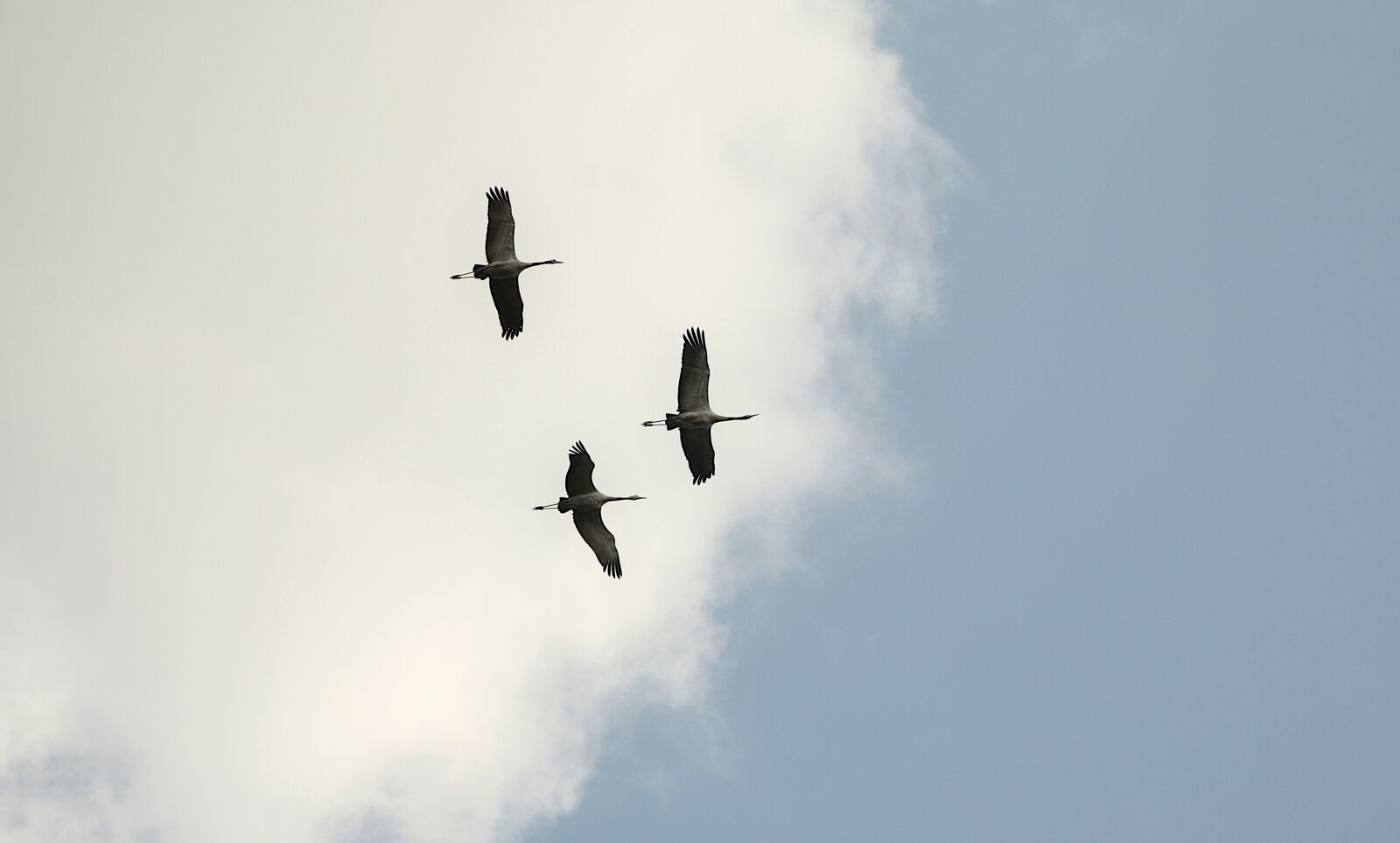 Nikon D7000 sample photo. Crane, flight, bird photography