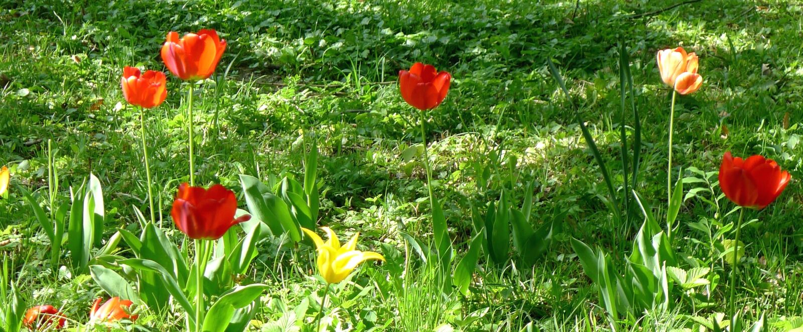 Panasonic Lumix DMC-LX5 sample photo. Tulip, grass, nature, flowering photography