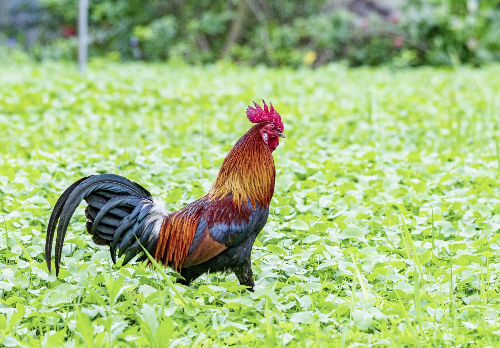 Nikon D810 sample photo. Chicken, rico, delicious photography