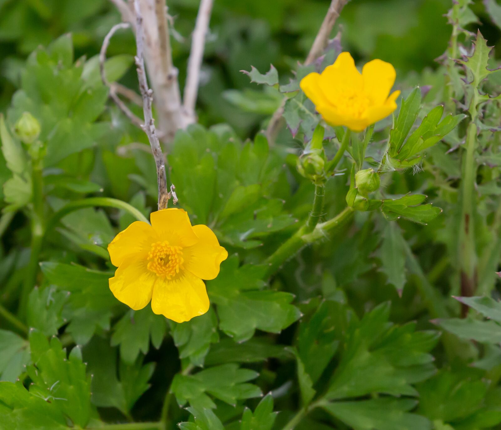 Canon EOS 5D Mark III sample photo. Buttercup, bulbous buttercup, yellow photography