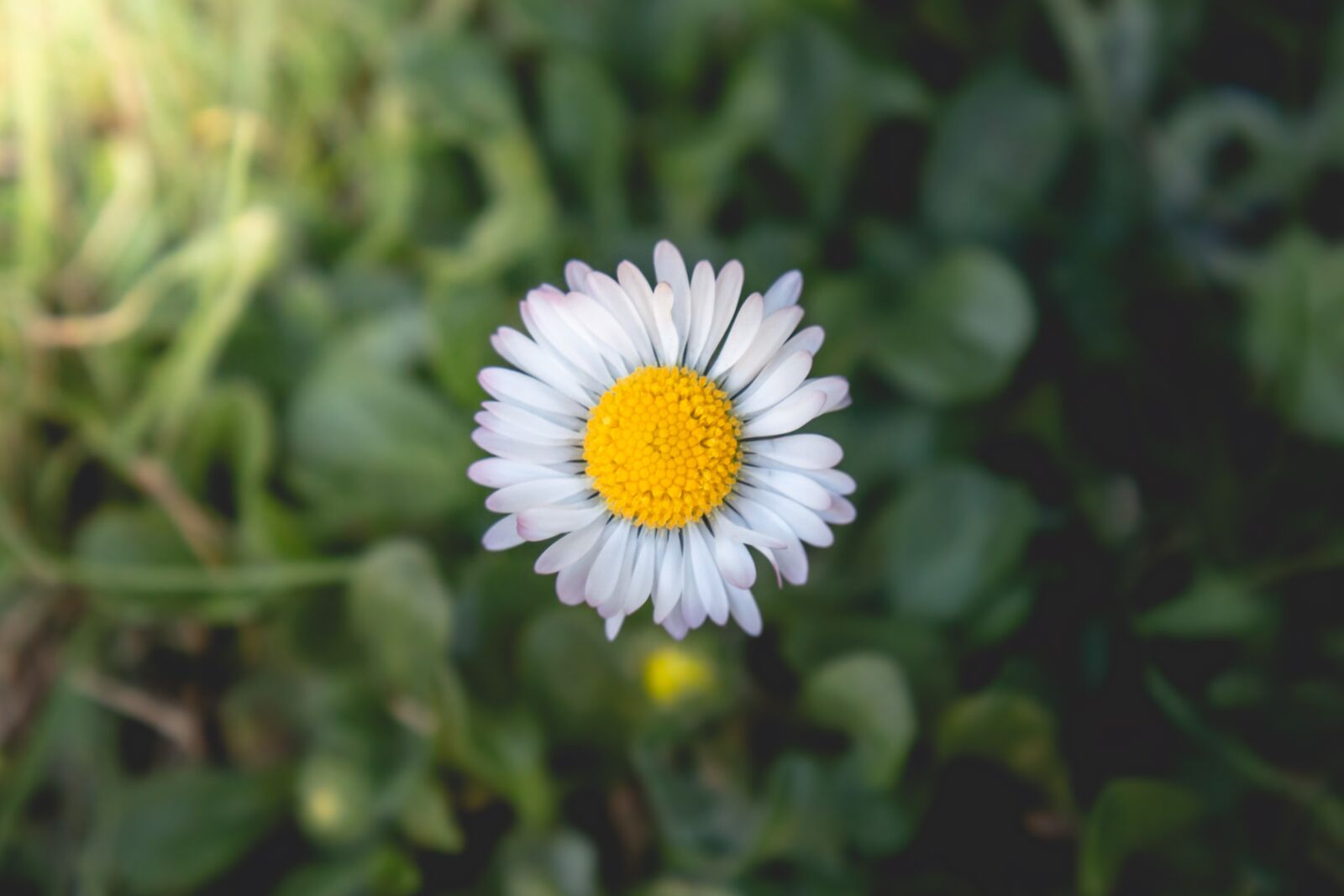Canon EOS 70D sample photo. Daisy, garden flowers, garden photography