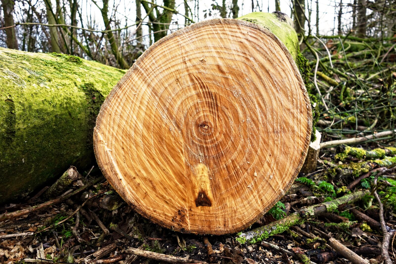 Sony Cyber-shot DSC-RX100 sample photo. Log, tree trunk, wood photography