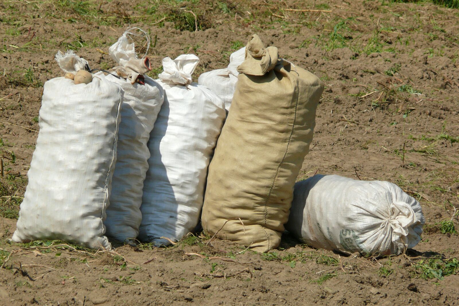 Panasonic DMC-FZ50 sample photo. Bags, potato, potato harvest photography