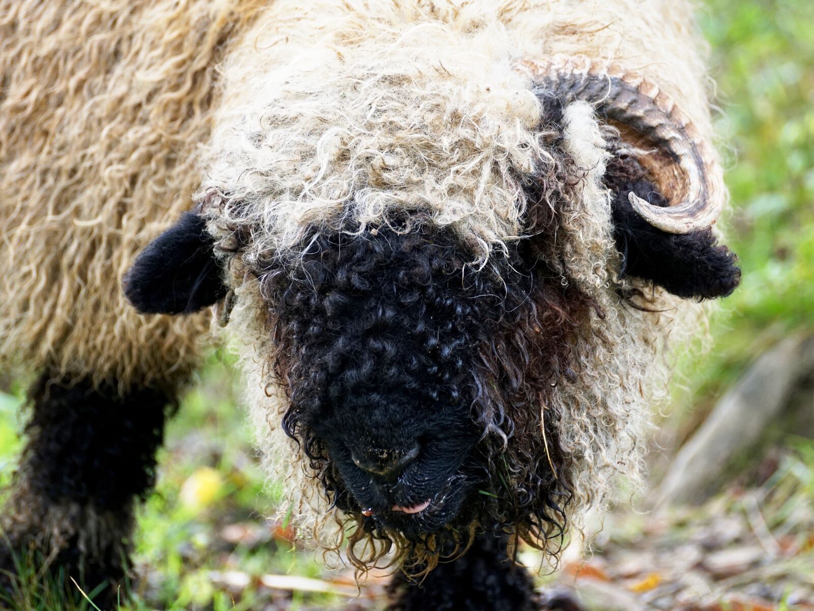 Sony DT 55-300mm F4.5-5.6 SAM sample photo. Black nosed sheep, sheep photography