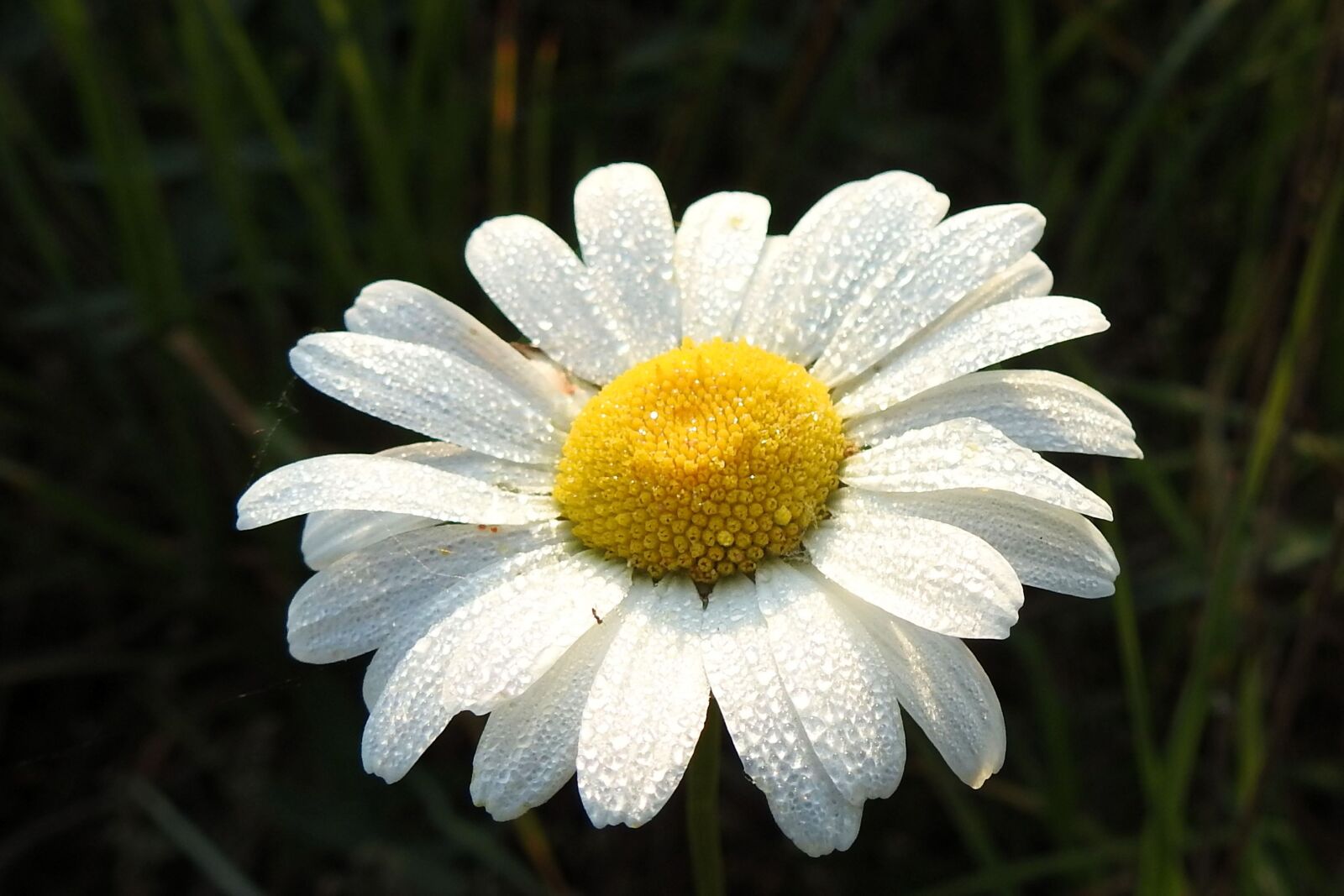 Nikon Coolpix P900 sample photo. Plant, nature, flower photography