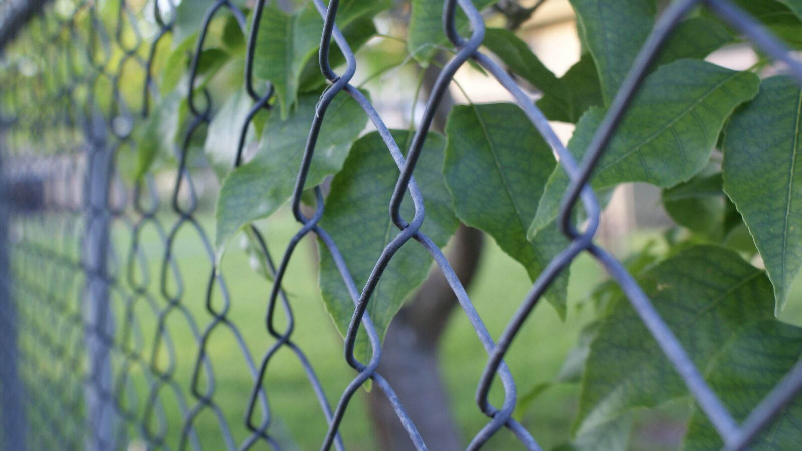 Sony Alpha DSLR-A300 sample photo. Fence, leaves, weed photography