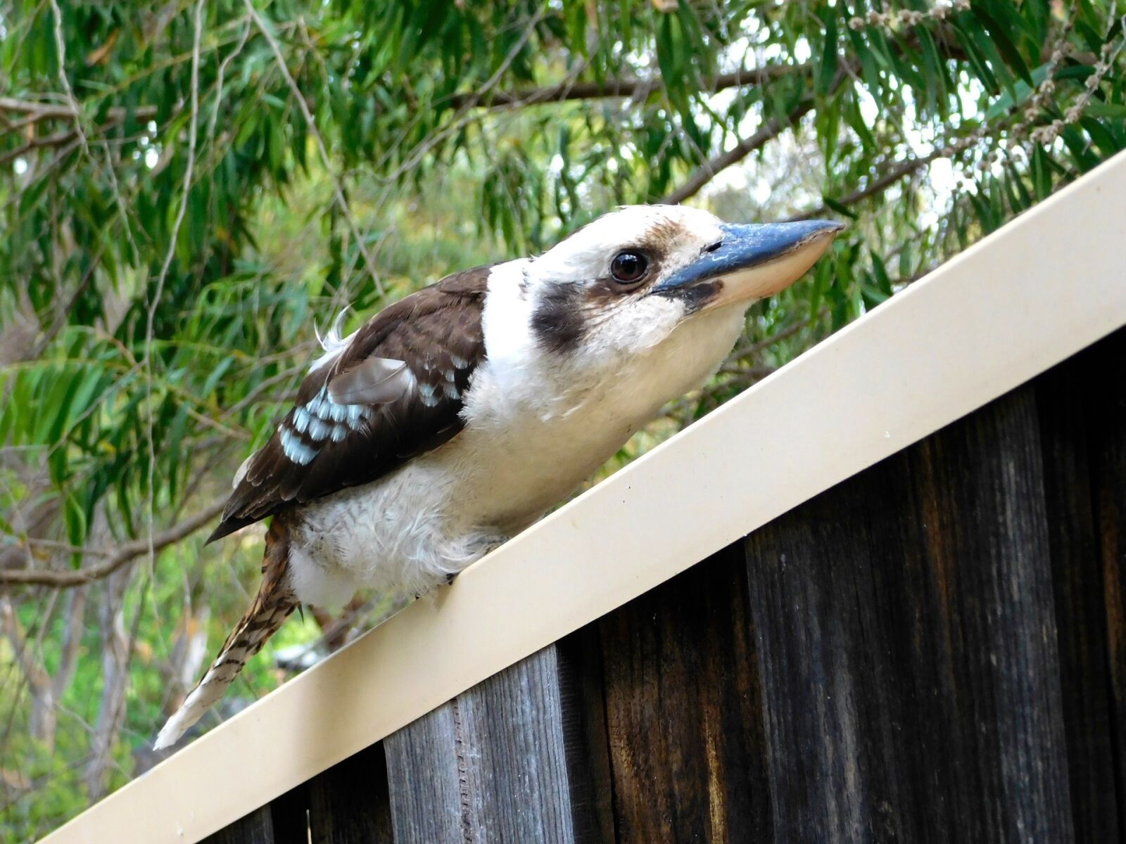 Nikon Coolpix L840 sample photo. Kookaburra, bird, perched photography