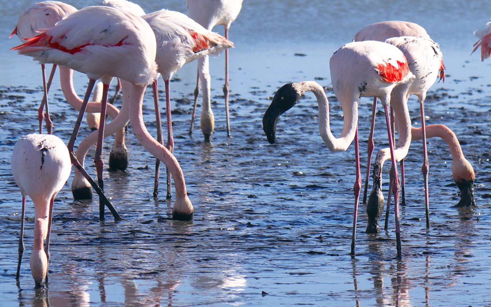 Panasonic Lumix DMC-GX7 sample photo. Nature, flamingos, camargue photography