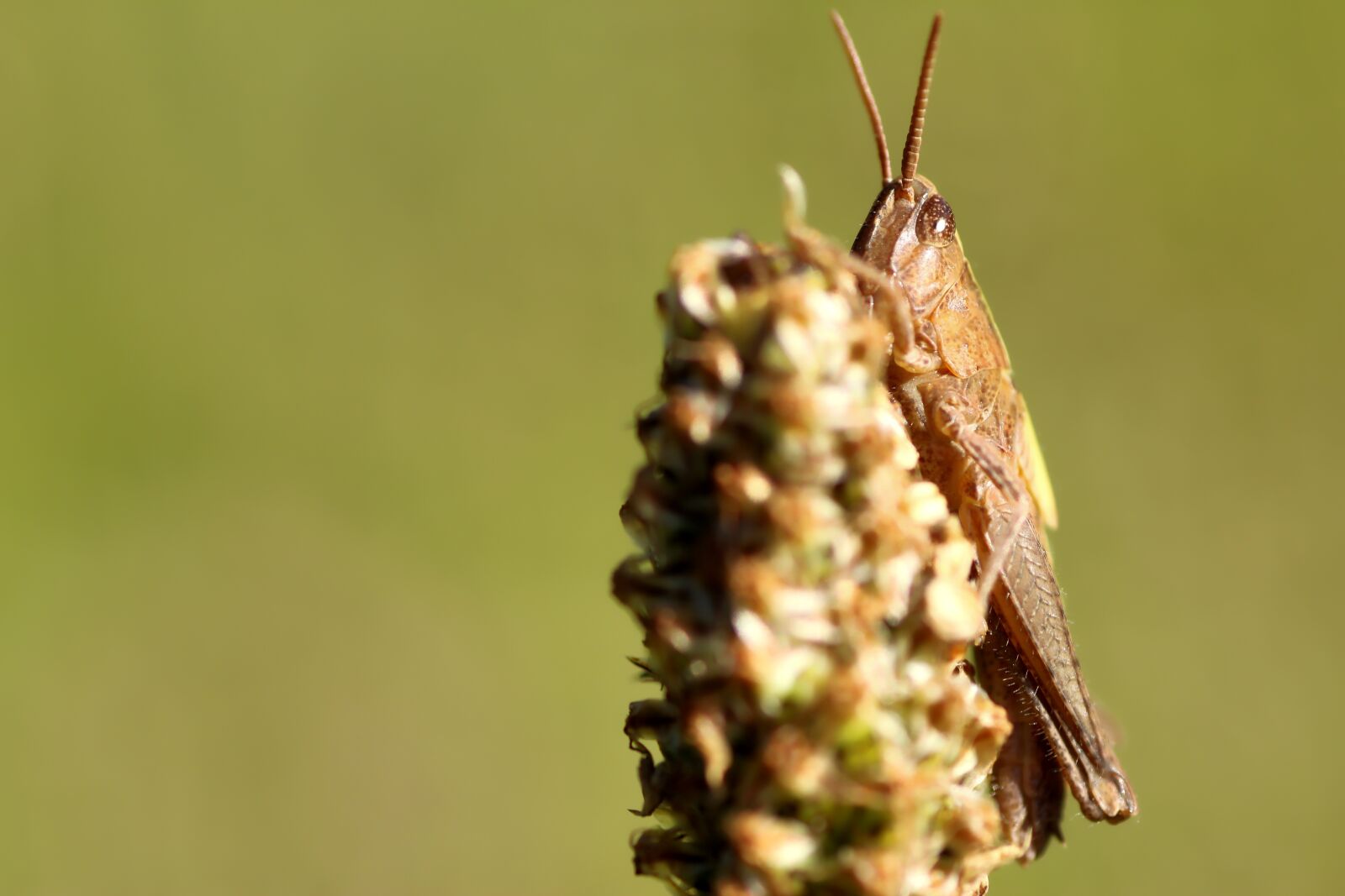 Tamron SP 90mm F2.8 Di VC USD 1:1 Macro sample photo. Grasshopper, insect, close up photography