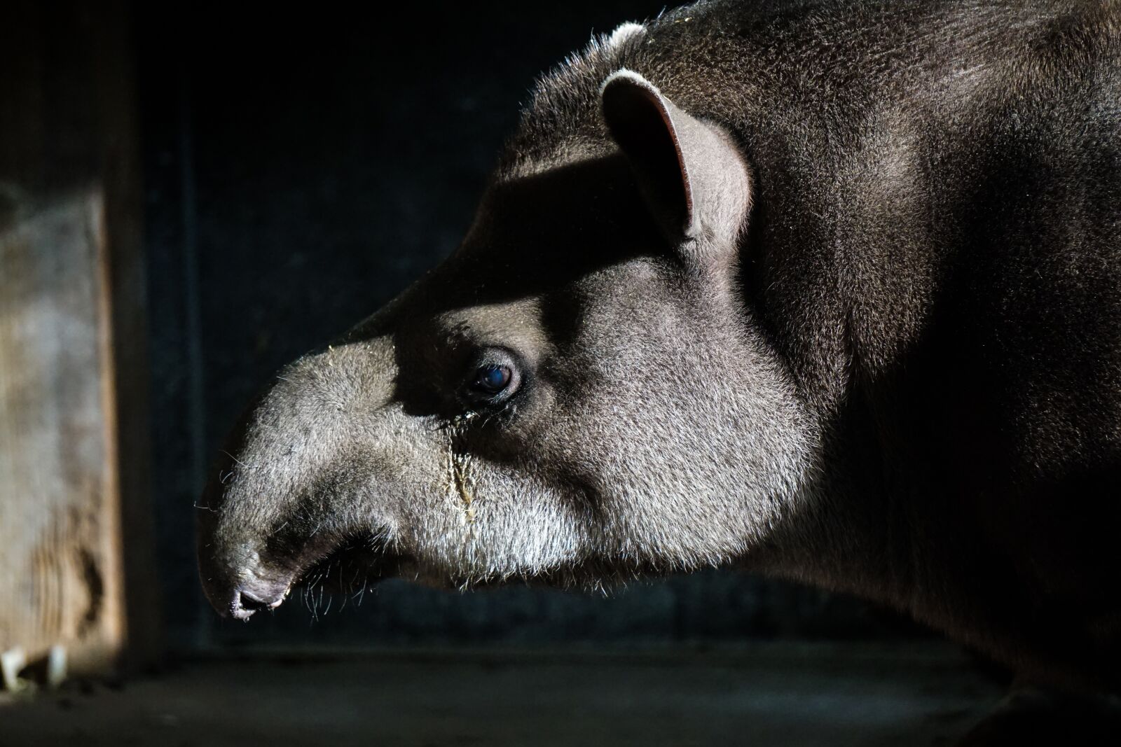 Sony E 55-210mm F4.5-6.3 OSS sample photo. Tapir, zoo, animal photography