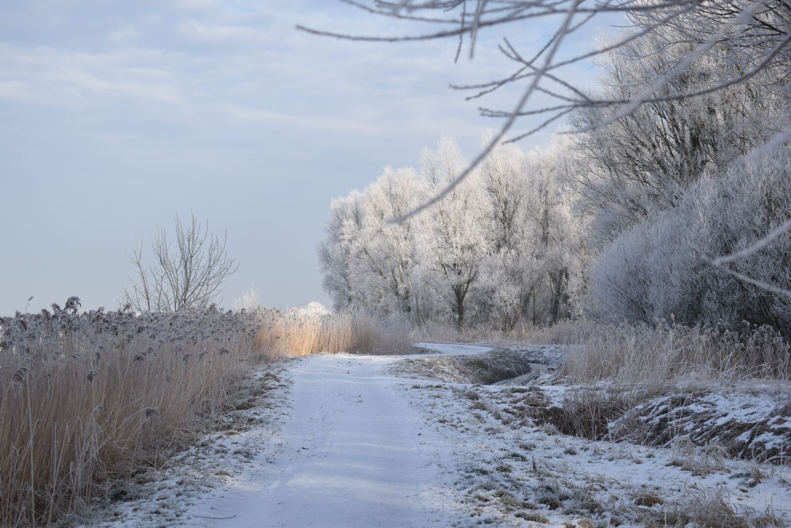 Nikon D3300 sample photo. Winter, snow, frost photography