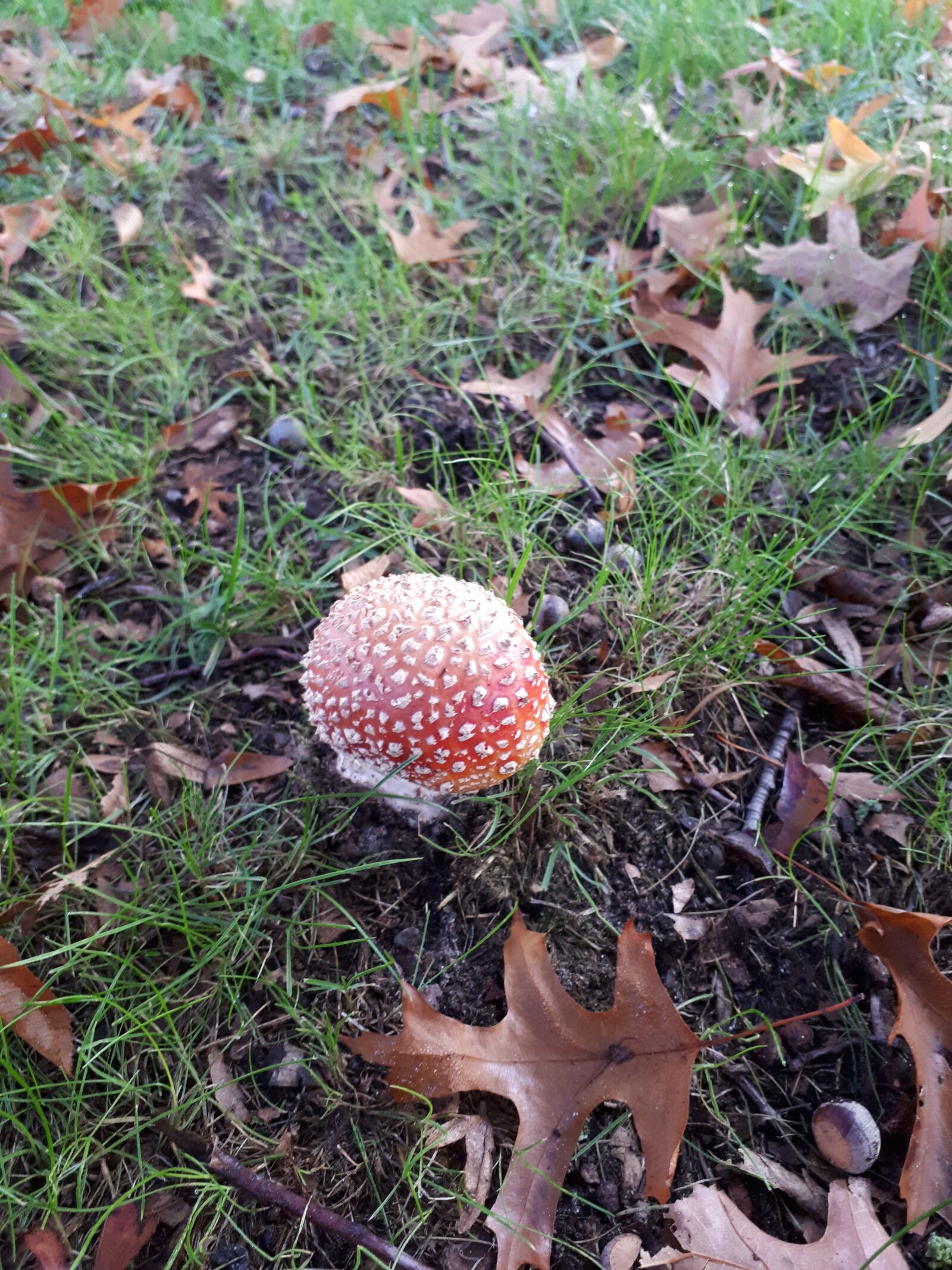 Samsung Galaxy A5(2017) sample photo. Autumn, mushroom photography
