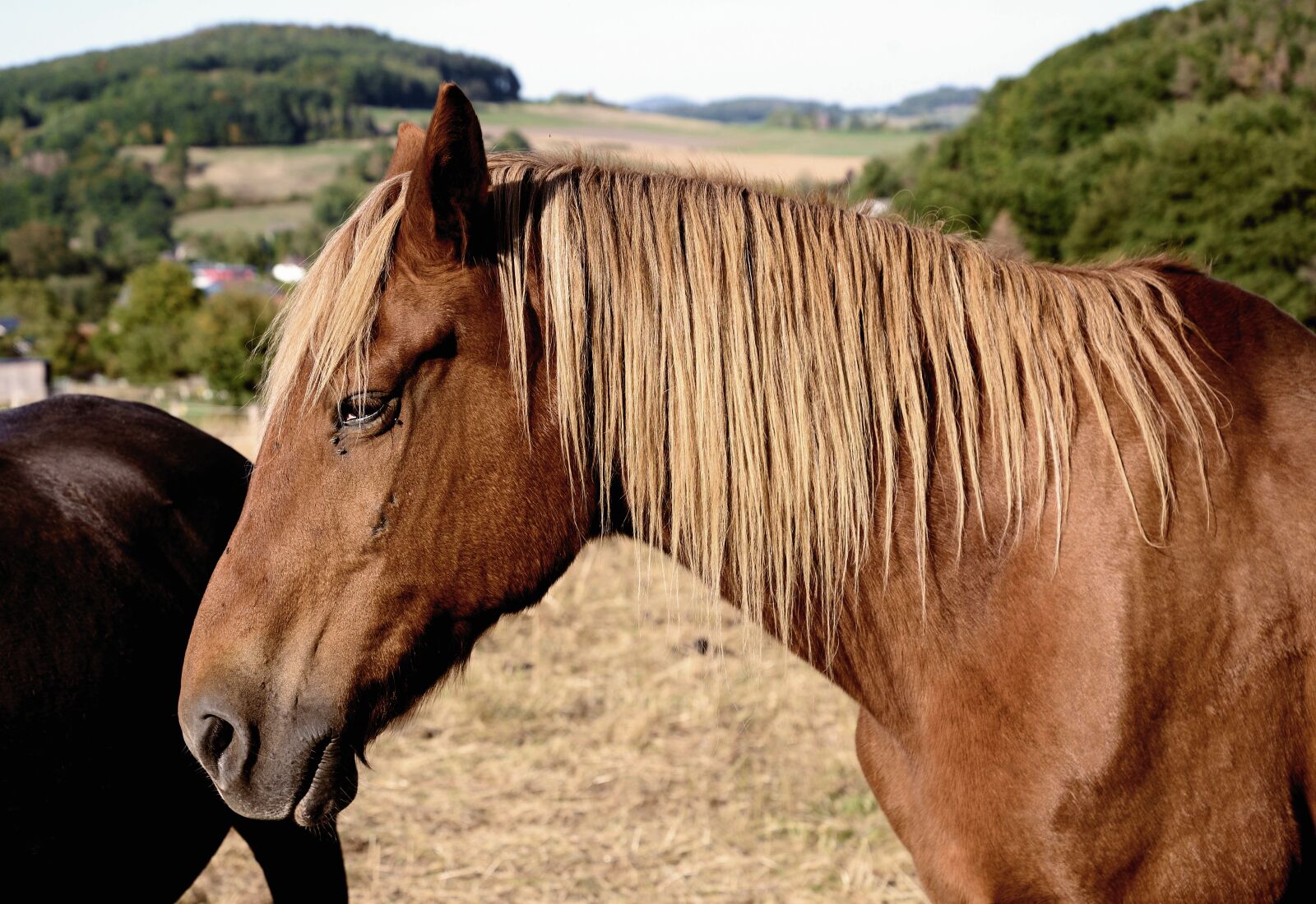 Nikon D610 sample photo. Horse, pasture, livestock photography