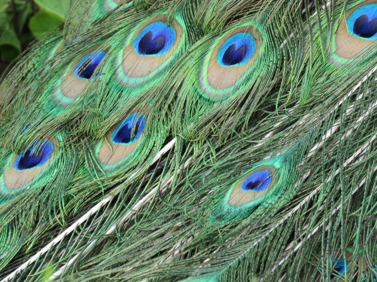 Canon PowerShot SX60 HS sample photo. Peacock, peafowl, feathers photography