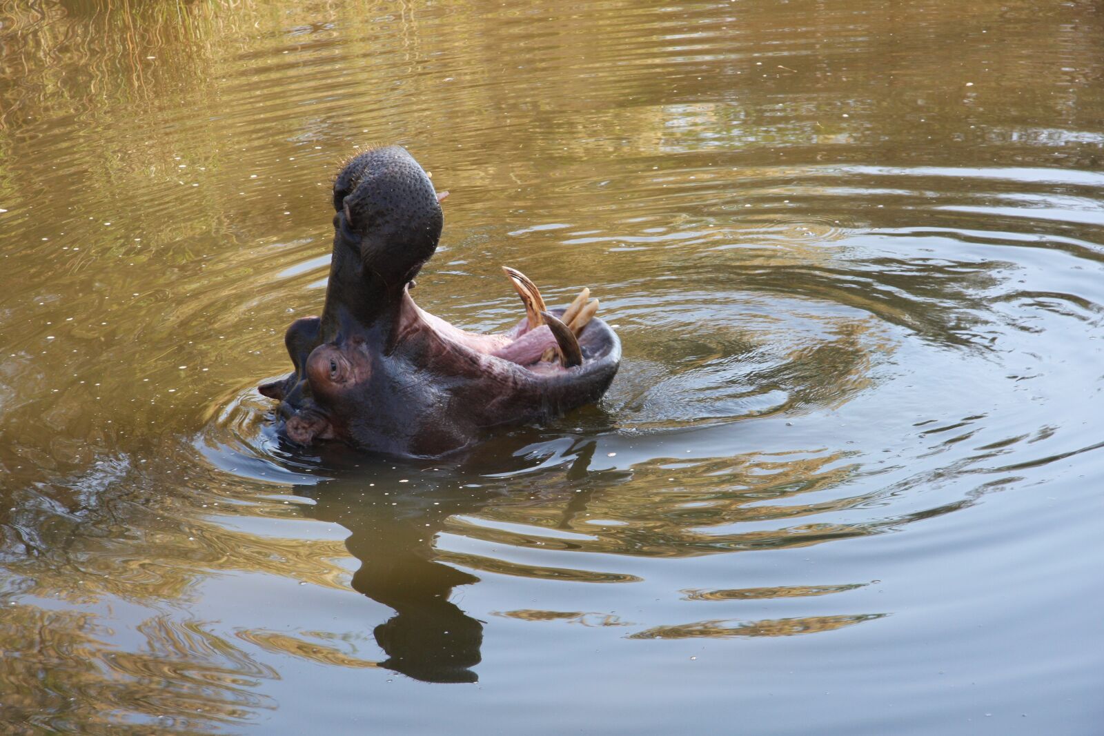 Canon EOS 40D sample photo. South africa, duluni, hippo photography