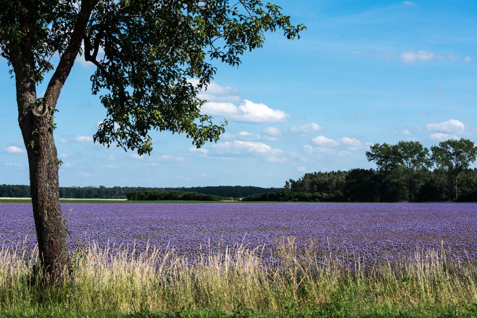 Nikon D750 sample photo. Summer, field, nature photography