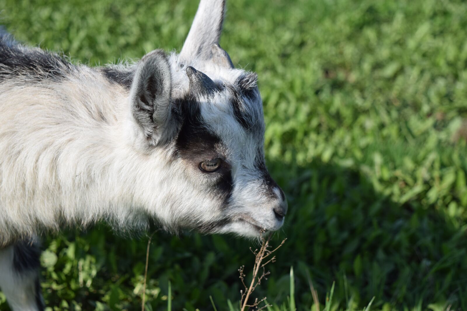 Nikon D5300 sample photo. Goat, mammals, nature photography