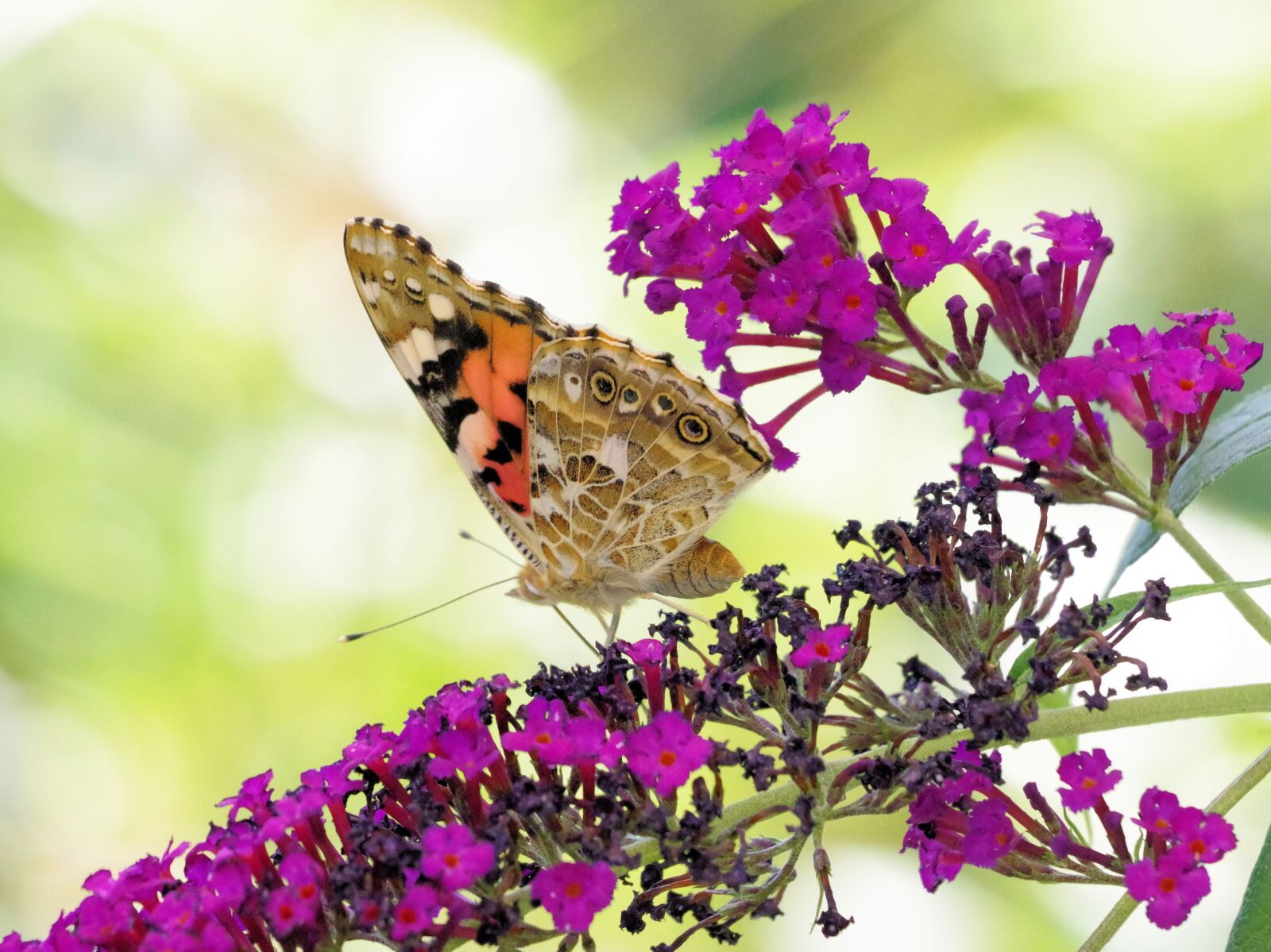 Pentax K-70 sample photo. Butterfly, vanessa cardui, insect photography