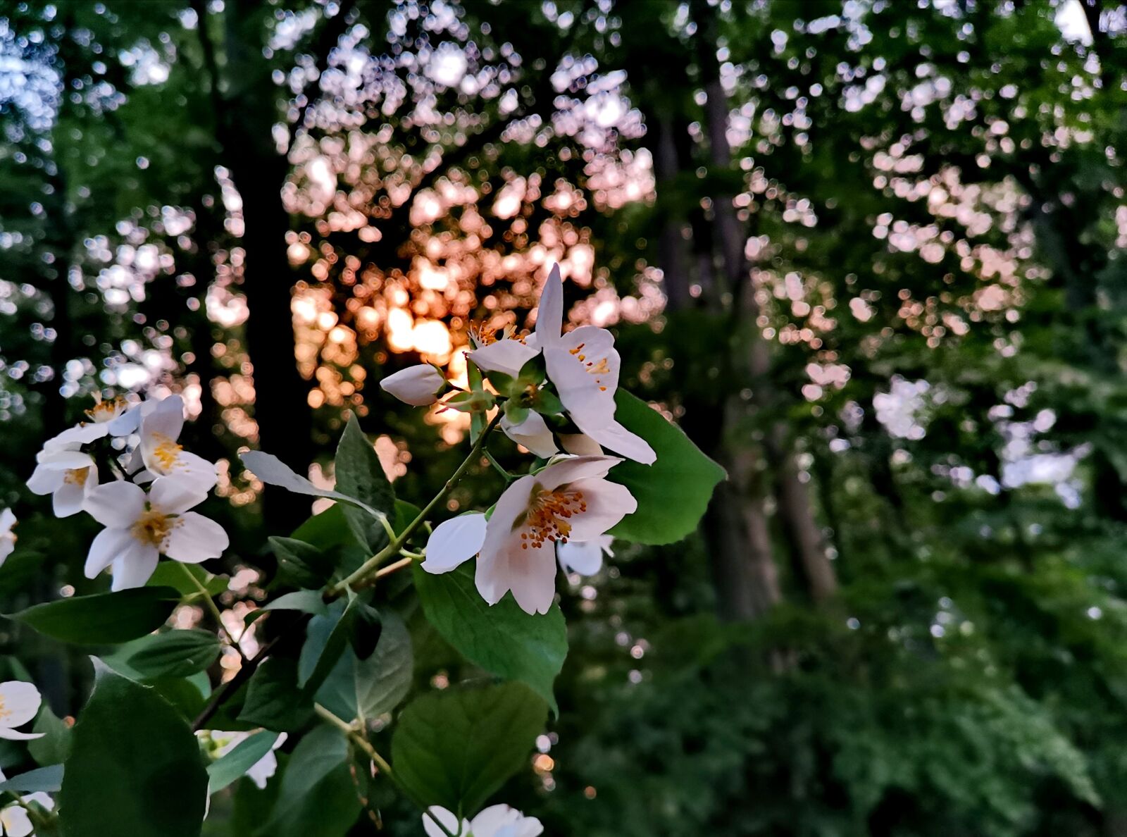 HUAWEI P30 sample photo. Sunset, twilight, sky photography