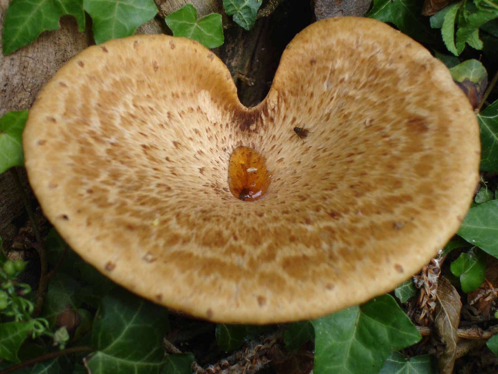 Sony DSC-P200 sample photo. Fungi, toadstool, nature photography