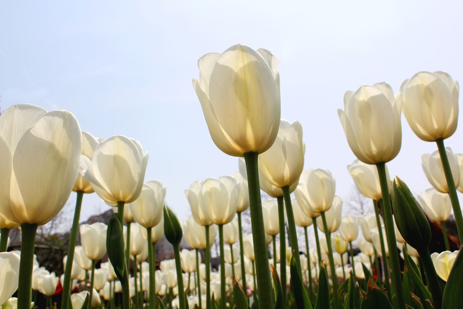 Canon EOS 60D + Canon EF-S 18-55mm F3.5-5.6 IS sample photo. Tulip, white, sea of photography