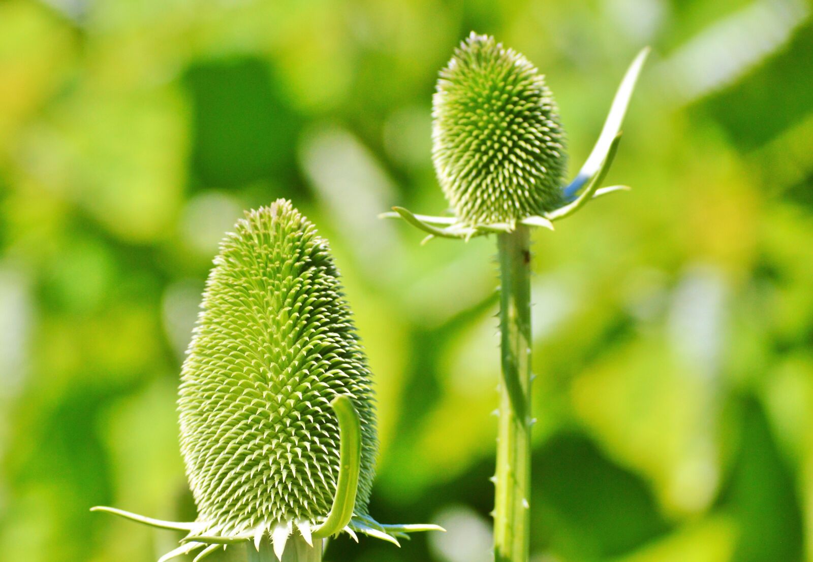 Nikon D3200 sample photo. Advertiser card, dipsacus sativus photography