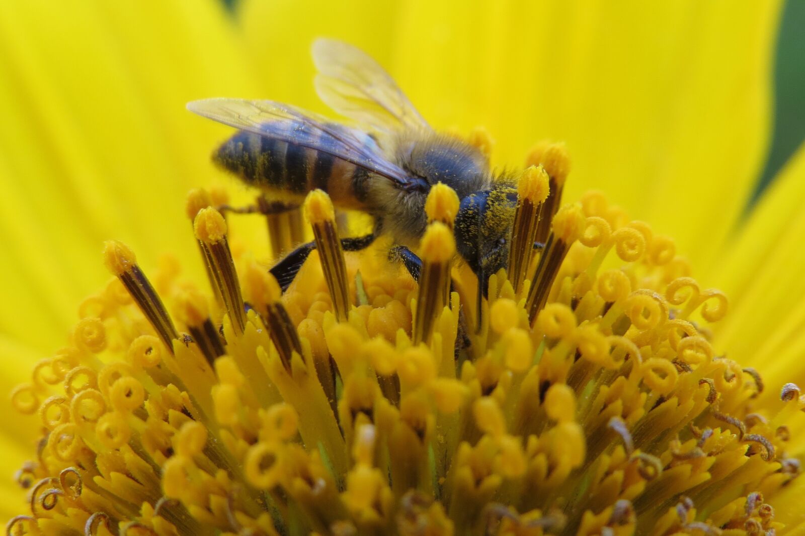 Canon PowerShot SX50 HS sample photo. Bee, macro, flower photography