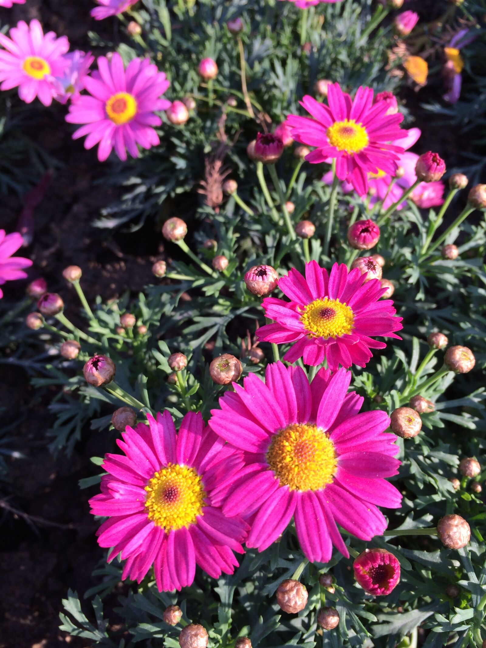 iPhone 5s back camera 4.12mm f/2.2 sample photo. Flowers, red and yellow photography