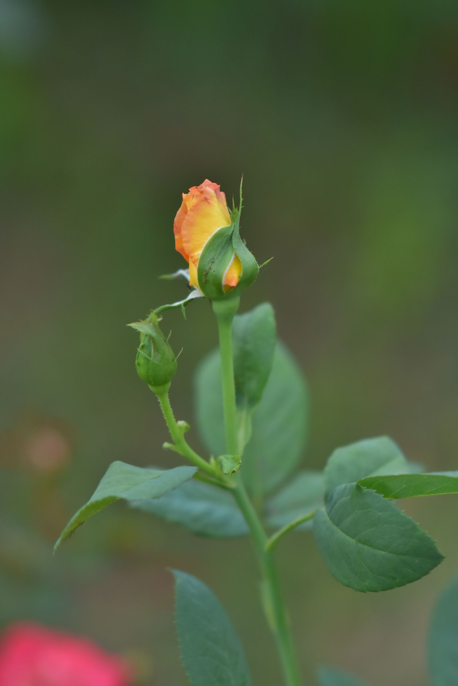 Nikon D7200 sample photo. Roses, yellow, aroma photography