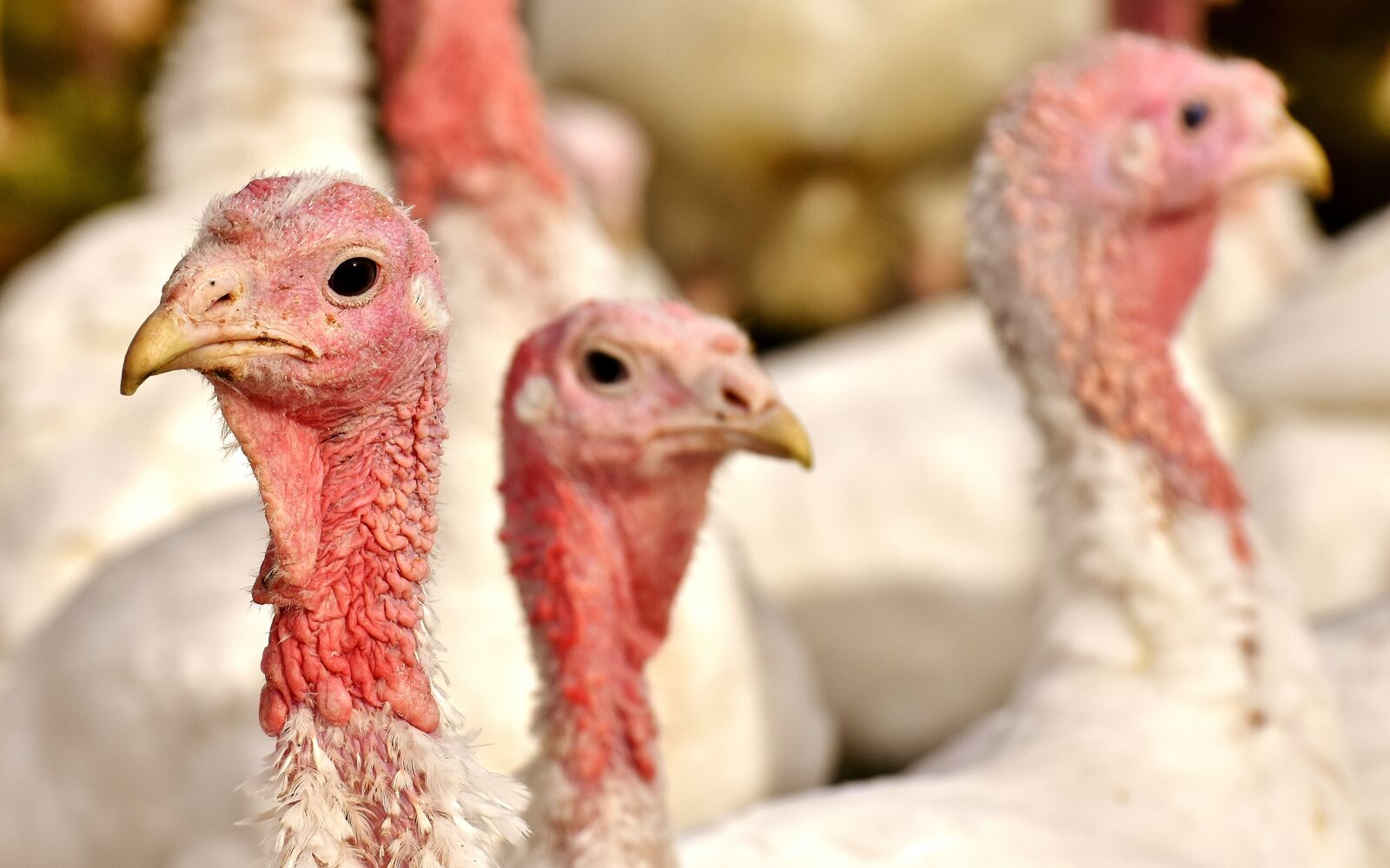 Nikon D7200 sample photo. Turkeys, birds, poultry photography