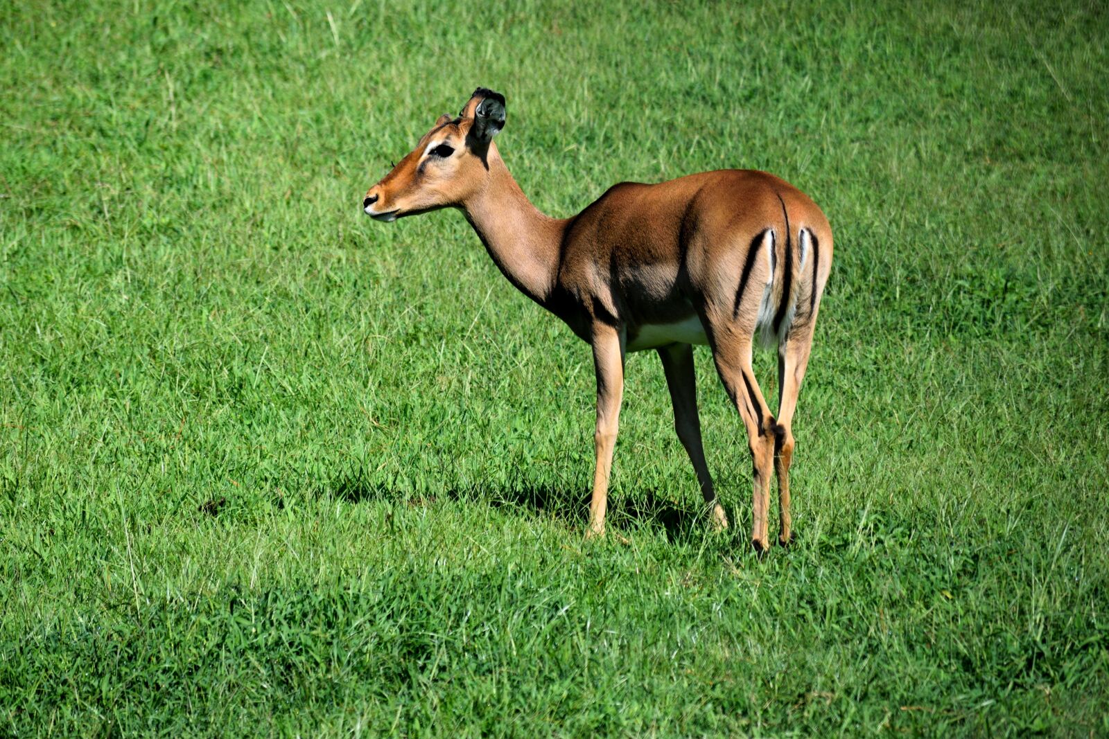 Nikon D3300 sample photo. Deer, doe, wildlife photography